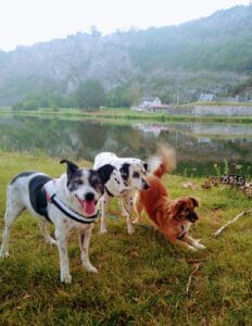 succesverhaal adoptiehond missie en haar nieuwe vriendjes